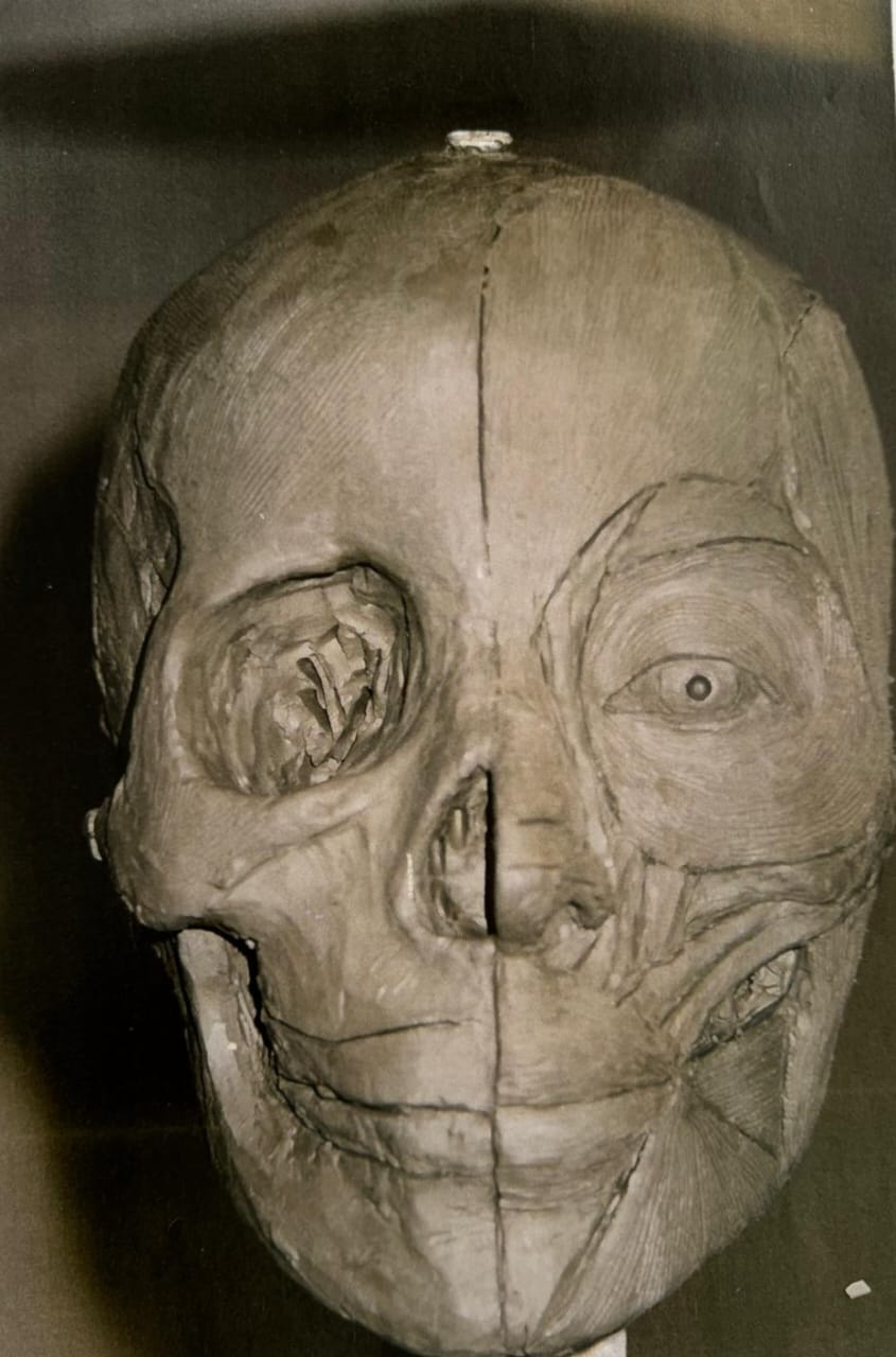 Ecorche Study